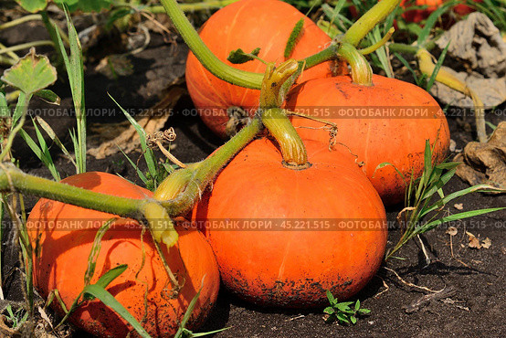 Ripe orange pumpkin growing in the garden. Стоковое фото, фотограф Володина Ольга / Фотобанк Лори