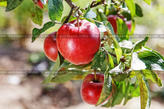 Ripe sweet apple fruits growing on a apple tree branch. Стоковое фото, фотограф Nataliia Zhekova / Фотобанк Лори