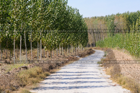 Road between poplar in Fuente Vaqueros, Andalusia, Granada, Spain. Стоковое фото, агентство Ingram Publishing / Фотобанк Лори