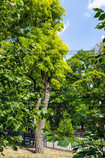 Робиния ложноакациевая (Robinia pseudoacacia) Стоковое фото, фотограф Алёшина Оксана / Фотобанк Лори
