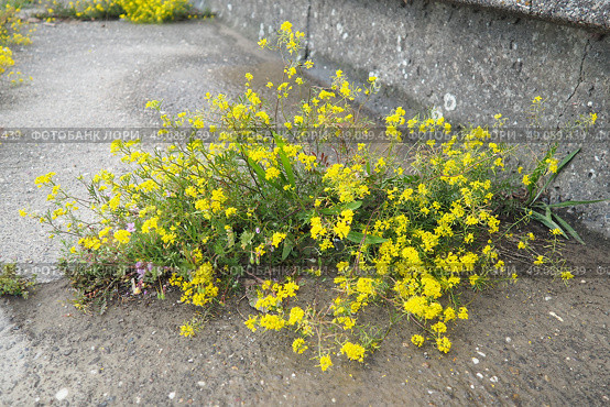 Rocky Alyssum saxatile. One of the most popular carpet perennials. Plant forms a densely overgrown bush 25 cm high. Racemose inflorescences with small fragrant light yellow flowers. Abundant flowering. Стоковое фото, фотограф Юлия Петровская / Фотобанк Лори