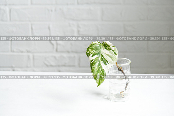 Rooted sprout of philodendron Monstera Alba for potting. Propagation of domestic plants, cuttings and cultivation. Стоковое фото, фотограф Ольга Симонова / Фотобанк Лори