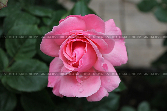 Rose (2) Стоковое фото, фотограф Александр Комаров / Фотобанк Лори