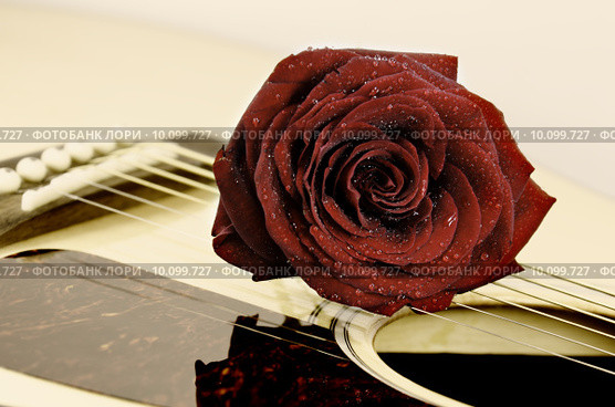 rose and music. Стоковое фото, фотограф daniel guffanti / Smarterpix / Фотобанк Лори