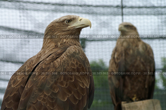 Россия. Санкт-Петербург. Птицы в зоопарке. Орлан-белохвост. Russia. Saint-Petersburg. Birds in the zoo. The white-tailed eagle. (2007 год). Стоковое фото, фотограф Алексей Смышляев / Фотобанк Лори