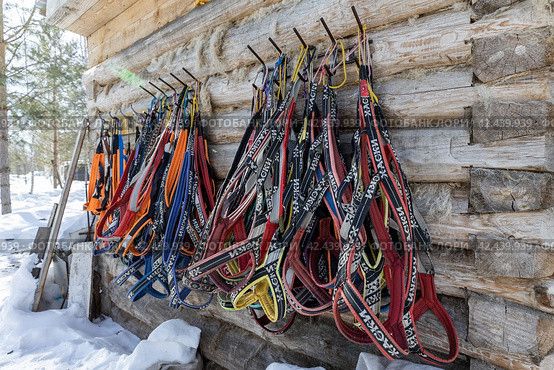 Россия. Ульяновск. Упряжь для катания на собаках. Russia. Ulyanovsk. Harness for dog riding. (2024 год). Стоковое фото, фотограф Алексей Смышляев / Фотобанк Лори