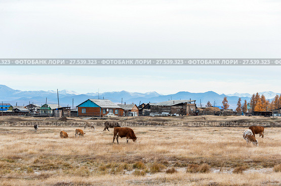 Россия. Якутия. Оймякон. Поселок Томтор (2015 год). Стоковое фото, фотограф Токарева Ирина / Фотобанк Лори