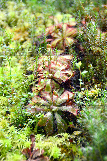 Росянка Алисии (Алиции) (лат. Drosera Alicia) Стоковое фото, фотограф lana1501 / Фотобанк Лори