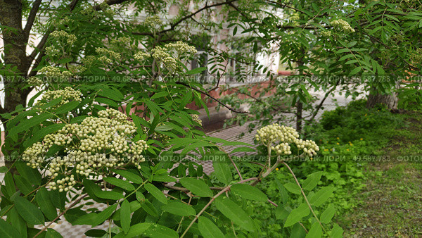 Rowan blossoms in yard, in garden or in city park. Mountain ash Arnold Schouten, latin name is Sorbus Aucuparia Arnold Schouten, ornamental plant of Dutch breeding. Blooming. White flowers on tree. Стоковое фото, фотограф Ирина / Фотобанк Лори