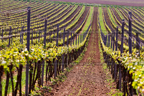 Rows of Vineyard Grape Vines. Spring landscape with green vineyards. Grape vineyards of South Moravia in Czech Republic. Стоковое фото, агентство Ingram Publishing / Фотобанк Лори
