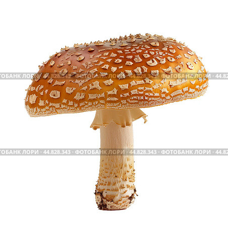 Royal fly agaric mushroom standing tall on white background. Стоковое AI-изображение, AI-художник Иван Рябоконь / Фотобанк Лори