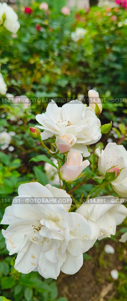 Роза Аспирин (Aspirin-Rose) почвопокровная розочка с белыми махровыми цветками. Цветы собраны в пушистые белоснежные кисти, почти полностью покрывают куст. Стоковое фото, фотограф Светлана Русских / Фотобанк Лори