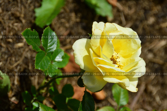 Роза чайно-гибридная Гайс Голд (лат. Guy's Gold), Harkness Roses, Великобритания 2007. Стоковое фото, фотограф lana1501 / Фотобанк Лори