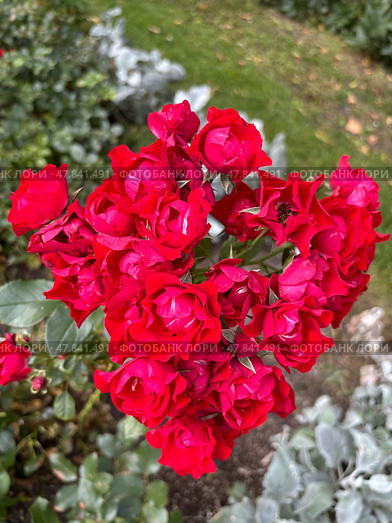 Роза флорибунда Блэк Форест (Rosa floribunda Black Forest Rose ) Стоковое фото, фотограф Ирина Гильмуллина / Фотобанк Лори