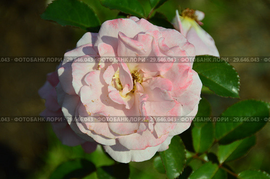 Роза флорибунда Олдерли Парк (Alderley Park), Fryers Roses, Великобритания, 2007. Стоковое фото, фотограф lana1501 / Фотобанк Лори