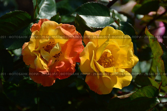 Роза флорибунда Солей дю Монд (Soleil du Monde, delseb), Delbard 2007. Стоковое фото, фотограф lana1501 / Фотобанк Лори