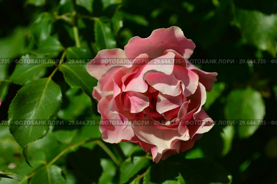 Роза флорибунда Жан Кокто (лат. Rosa Jean Cocteau), Meilland, Франция 2009. Стоковое фото, фотограф lana1501 / Фотобанк Лори