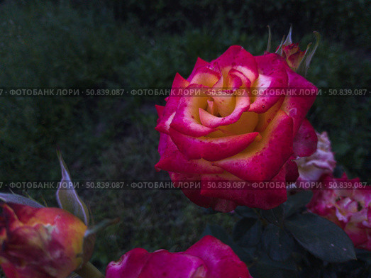 Роза Глория Дей' (Rosa 'Gloria Dei') Стоковое фото, фотограф Дониер Эгамбердиев / Фотобанк Лори