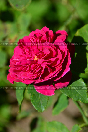 Роза кустарниковая Бенджамин Бриттен (Ausencart), (лат. Benjamin Britten). David Austin Roses, Великобритания 2002. Стоковое фото, фотограф lana1501 / Фотобанк Лори