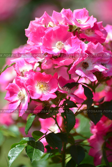 Роза (rose) Стоковое фото, фотограф Игорь Архипов / Фотобанк Лори