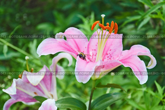 Розовая лилия (Lilium) и шмель (Bombus) Стоковое фото, фотограф Алёшина Оксана / Фотобанк Лори