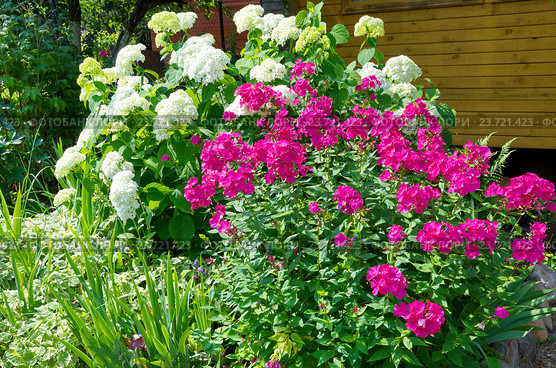Розовые флоксы (лат. Phlox) и Гортензия садовая (лат. Hydrangea paniculata) на дачном участке. Стоковое фото, фотограф Елена Коромыслова / Фотобанк Лори