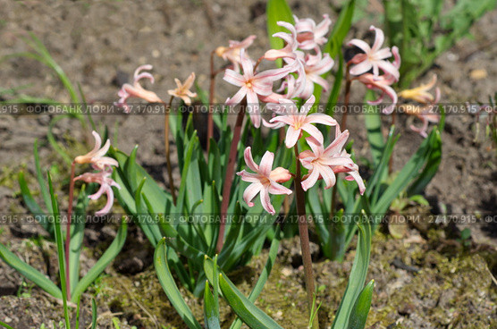 Розовые гиацинты сорта "Джипси Куин" (лат. Hyacinthus Gypsy Queen) в саду. Стоковое фото, фотограф Елена Коромыслова / Фотобанк Лори