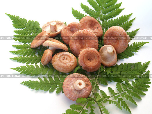 Розовые волнушки (Lactarius torminosus) на листьях папоротника изолировано. Стоковое фото, фотограф Ирина Борсученко / Фотобанк Лори