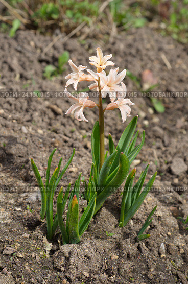 Розовый гиацинт сорта "Джипси Куин" (лат. Hyacinthus Gypsy Queen) Стоковое фото, фотограф Елена Коромыслова / Фотобанк Лори
