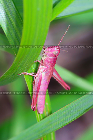 Розовый кузнечик (Acrididae sp.) Стоковое фото, фотограф Василий Фирсов / Фотобанк Лори