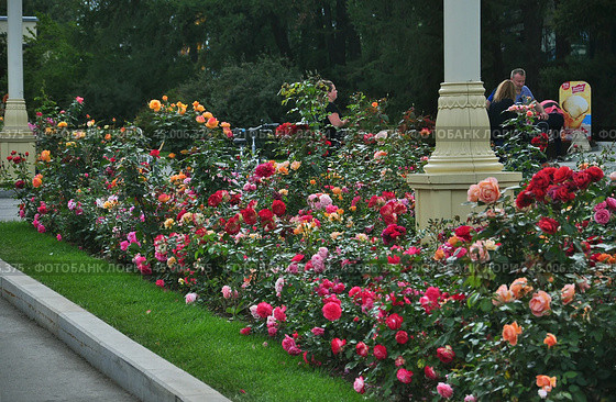 Розы на ВДНХ (Rosa) (2019 год). Редакционное фото, фотограф Алёшина Оксана / Фотобанк Лори