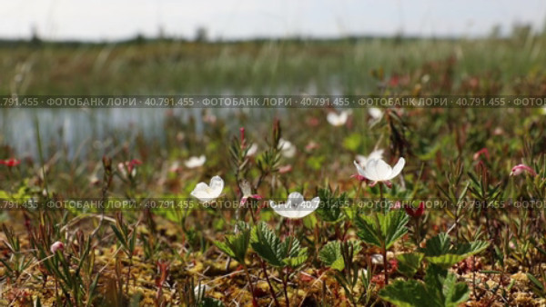 Rubus chamaemorus. Цветущая морошка на болоте, Ямало-Ненецкий автономный округ. Стоковое видео, видеограф Григорий Писоцкий / Фотобанк Лори