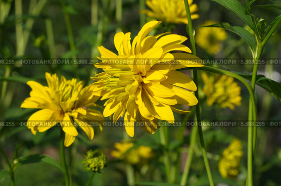 Рудбекия рассеченная (Rudbeckia laciniata ), или золотой шар. Стоковое фото, фотограф Елена Коромыслова / Фотобанк Лори