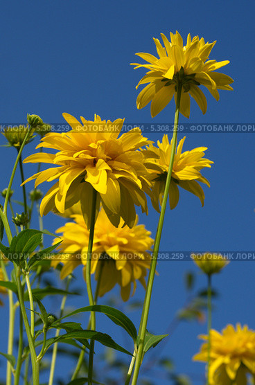 Рудбекия рассеченная (Rudbeckia laciniata ), или золотой шар. Стоковое фото, фотограф Елена Коромыслова / Фотобанк Лори
