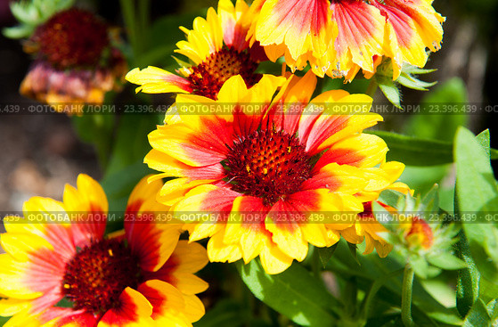 Рудбекия желтая в солнечный день (Rudbeckia) Стоковое фото, фотограф Татьяна Кахилл / Фотобанк Лори