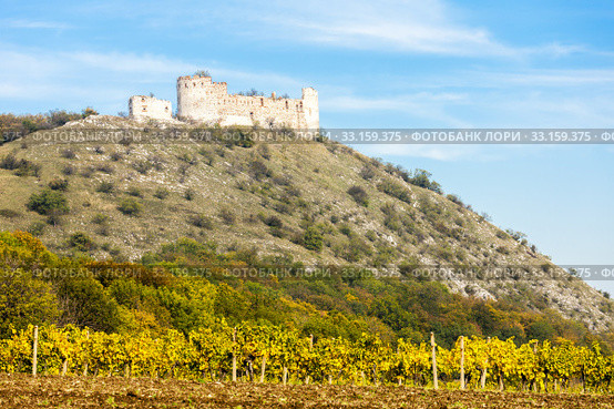 ruins of Falkenstein Castle with vineyard in autumn, Lower Austria, Austria. Стоковое фото, фотограф Richard Semik / Smarterpix / Фотобанк Лори