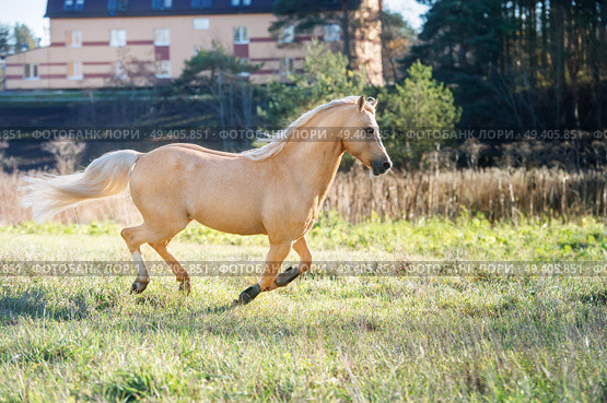 running palomino welsh pony with long mane posing at freedom. Стоковое фото, агентство Ingram Publishing / Фотобанк Лори