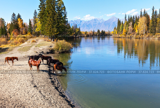 Rural landscape with horses at a watering hole at the Irkut River at an autumn day. Eastern Sayan Mountains in the distance. Siberia, Buryatia, Tunka valley, Kyren, Arshan, Nugan village. Стоковое фото, фотограф Виктория Катьянова / Фотобанк Лори