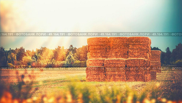 Rural late summer country landscape with wheat haystack or straw bales on field, agriculture farm and farming. Стоковое фото, агентство Ingram Publishing / Фотобанк Лори