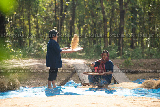 Rural life of Thai farmers More than 70% have to live on farming. Sifting rice with baskets that farmers are doing as shown in the picture is a method of separating rice from the husk. Стоковое фото, агентство Ingram Publishing / Фотобанк Лори