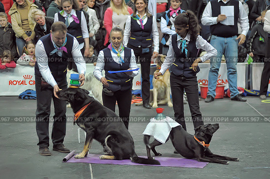Russia, Saint-Petersburg, 15,05,2014, International Dog Show of all breeds (CACIB-FCI, Chemp.RKF) WHITE NIGHTS. Редакционное фото, фотограф Анна Кривицкая / Фотобанк Лори