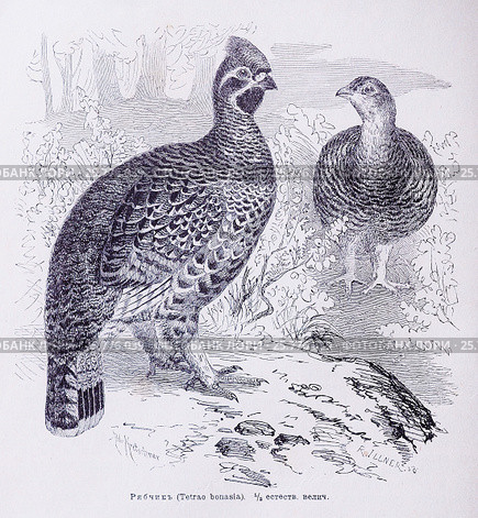 Рябчикъ (Tetrao bonasia)  -  рисунок из книги А. Брэма "Жизнь животных" 1896 г. Стоковая иллюстрация, иллюстратор Вера Смолянинова / Фотобанк Лори