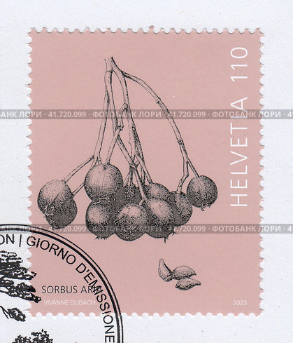 Рябина круглолистная (Sorbus aria), семена. Почтовая марка Швейцарии 2023 года. Редакционная иллюстрация, иллюстратор александр афанасьев / Фотобанк Лори