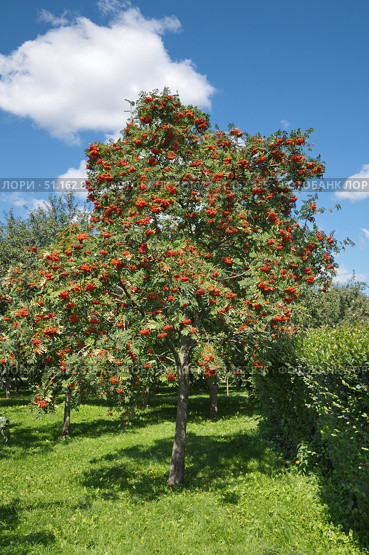 Рябина обыкновенная (лат. Sorbus aucuparia ) со спелыми ягодами. Стоковое фото, фотограф Елена Коромыслова / Фотобанк Лори