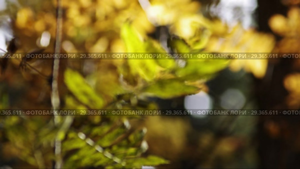 Рябина в кедровом лесу. Rowan in Cedar forest. Стоковое видео, видеограф Евгений Романов / Фотобанк Лори