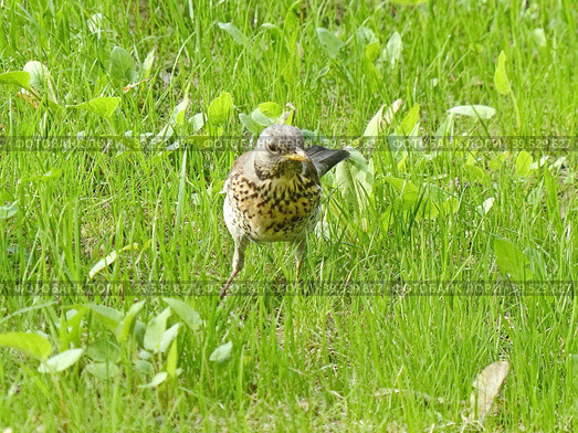 Рябинник или дрозд-рябинник (Turdus pilaris). Он всеяден, летом питается насекомыми и дождевыми червями, а зимой — ягодами, зерном и семенами. Стоковое фото, фотограф Сергей Елизарьев / Фотобанк Лори
