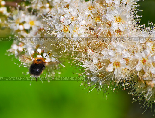 Рябинник рябинолистный (Sorbaria sorbifolia) и шмель. Стоковое фото, фотограф Алёшина Оксана / Фотобанк Лори