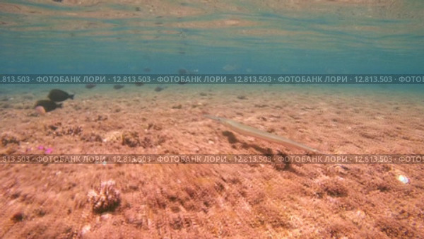 Рыба-флейта, или морская свистулька (Aulostomus chinensis) плывет рядом с коралловым рифом, Красное море, Марса-эль-Алам, бухта Абу-Дабаб, Енмпет. Стоковое видео, видеограф Некрасов Андрей / Фотобанк Лори