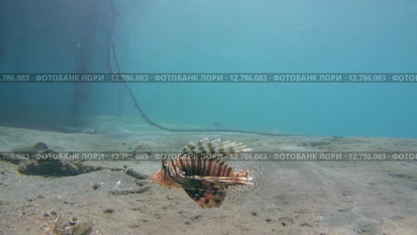 Рыба крылатка плывет над песчаным дном, Красное море, Марса-эль-Алам, бухта Абу-Дабаб, Египет. Стоковое видео, видеограф Некрасов Андрей / Фотобанк Лори