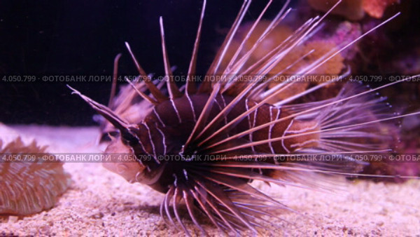 Рыба-крылатка (Pterois antennata) Стоковое видео, видеограф Алексей Кузнецов / Фотобанк Лори